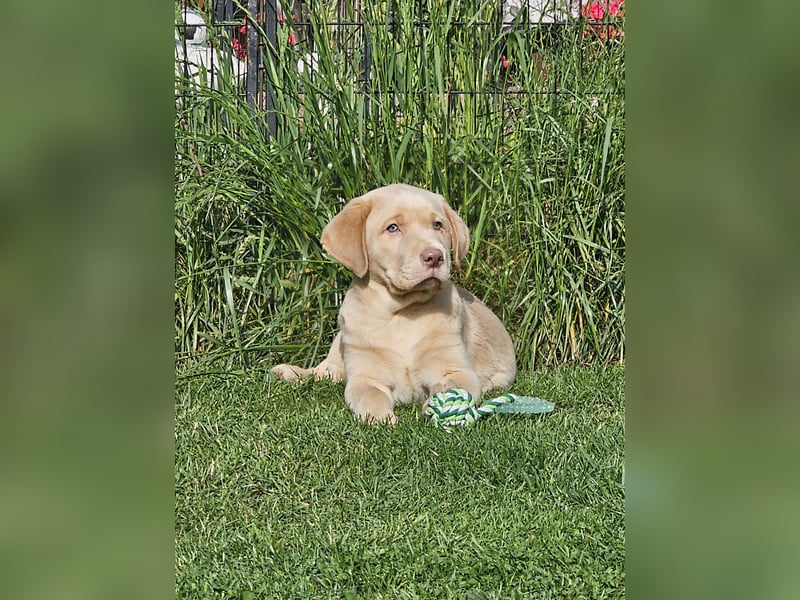 Labrador Welpe mit Ahnenpass Rüde sucht seine Familie