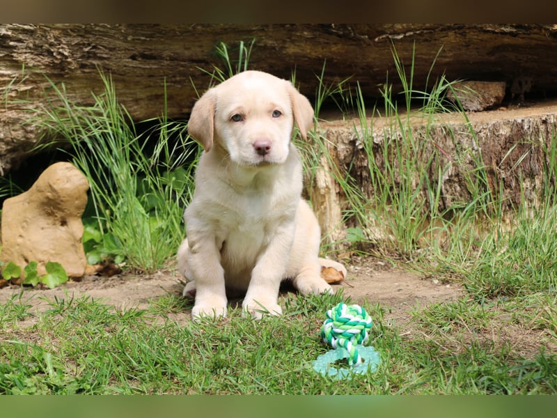 Labrador Welpe mit Ahnenpass Rüde sucht seine Familie