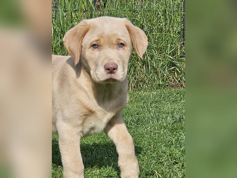 Labrador Welpe mit Ahnenpass Rüde sucht seine Familie