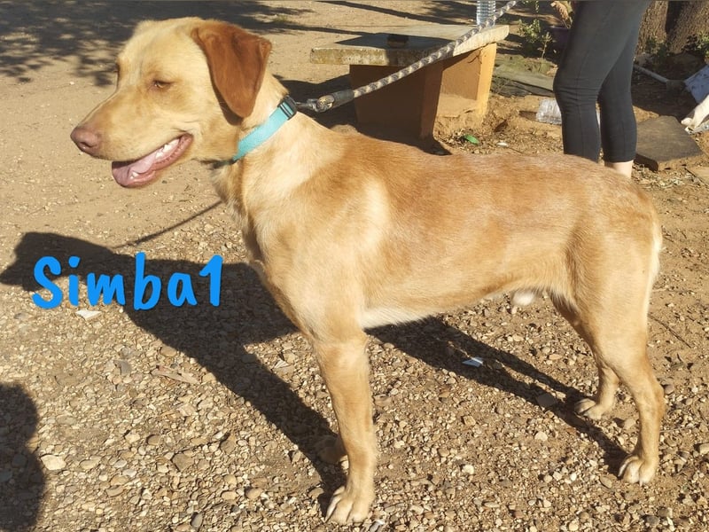 Simba1 geb. 03/2024 (ESP) - aufgeschlossener, verspielter und sozialer Labrador-Mischling!