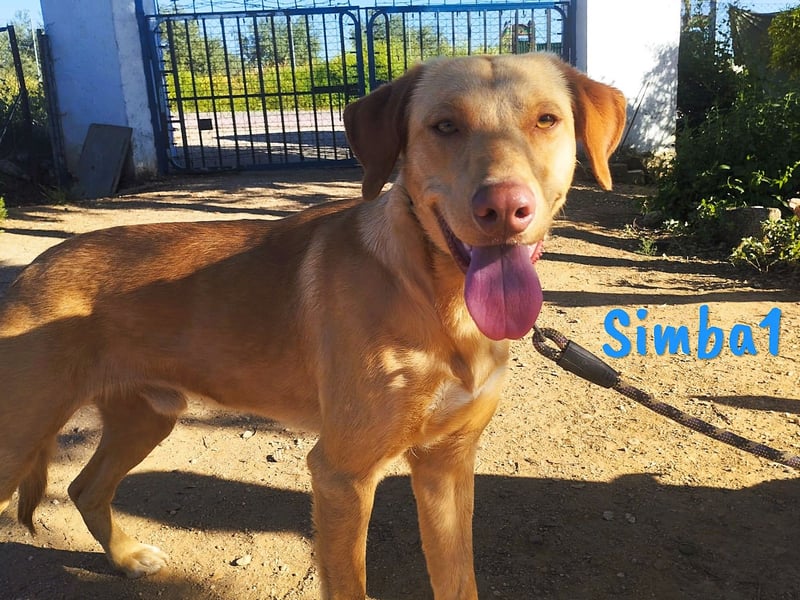 Simba1 geb. 03/2024 (ESP) - aufgeschlossener, verspielter und sozialer Labrador-Mischling!