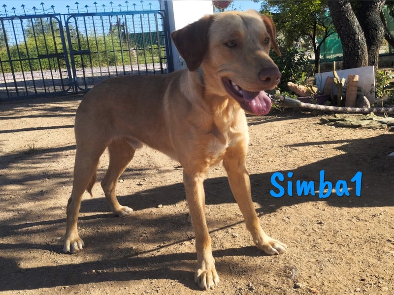 Simba1 geb. 03/2024 (ESP) - aufgeschlossener, verspielter und sozialer Labrador-Mischling!