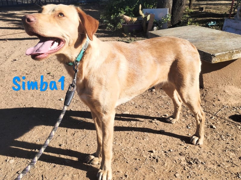 Simba1 geb. 03/2024 (ESP) - aufgeschlossener, verspielter und sozialer Labrador-Mischling!