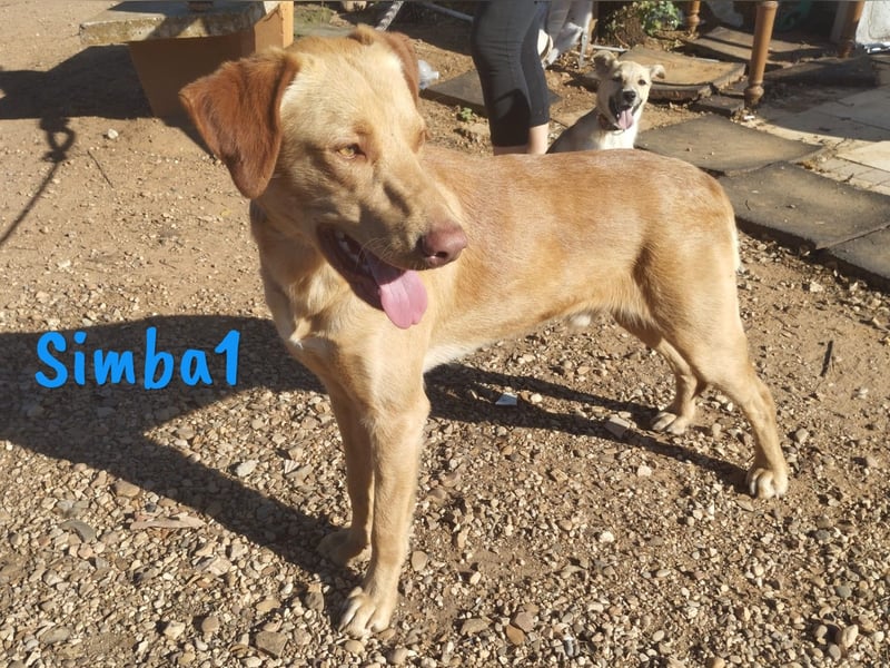 Simba1 geb. 03/2024 (ESP) - aufgeschlossener, verspielter und sozialer Labrador-Mischling!