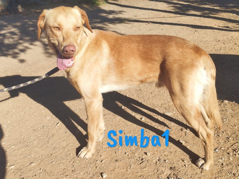Simba1 geb. 03/2024 (ESP) - aufgeschlossener, verspielter und sozialer Labrador-Mischling!
