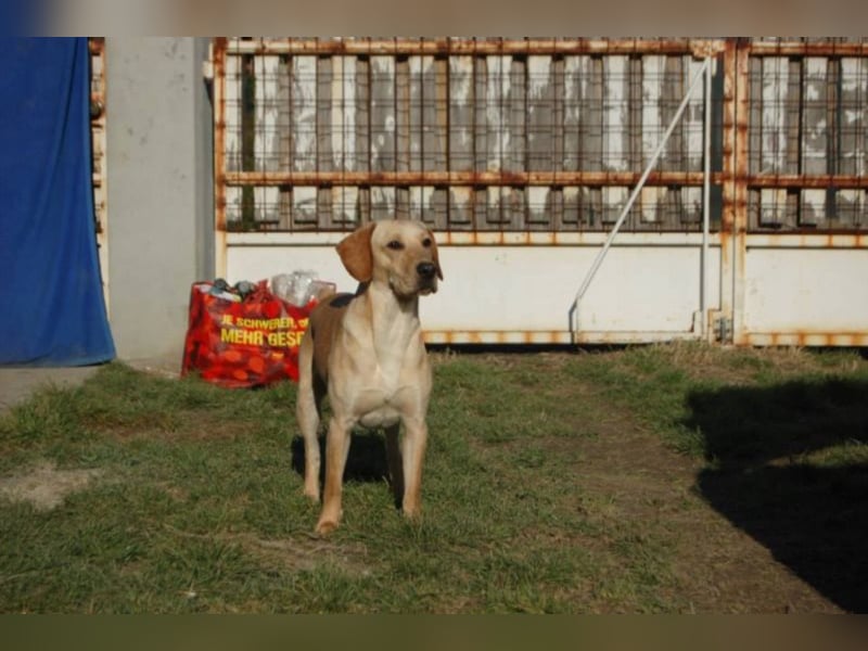 Rio ist ein süßer und verspielter Bub