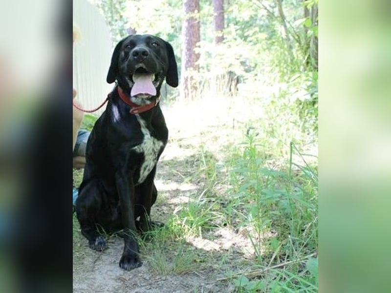 Elvis, Labrador-Deutsch Kurzhaar-Mix, geb. 2023, großer, sportlicher Familienhund