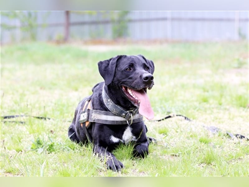 Buddy, sucht erfahrene Hundehalter
