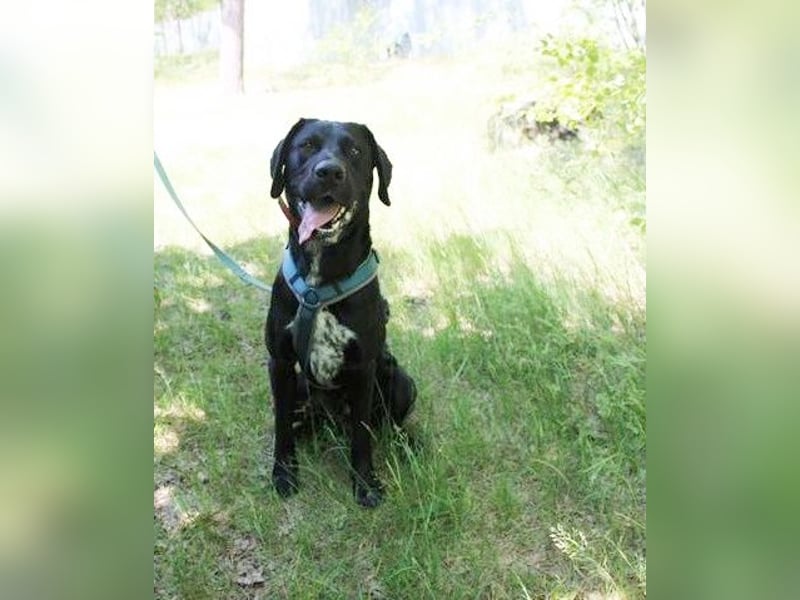 Elvis, Labrador-Deutsch Kurzhaar-Mix, geb. 2023, großer, sportlicher Familienhund