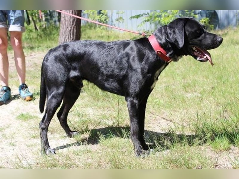 Elvis, Labrador-Deutsch Kurzhaar-Mix, geb. 2023, großer, sportlicher Familienhund