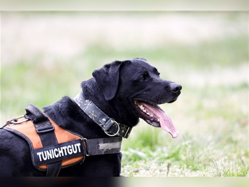 Buddy, sucht erfahrene Hundehalter