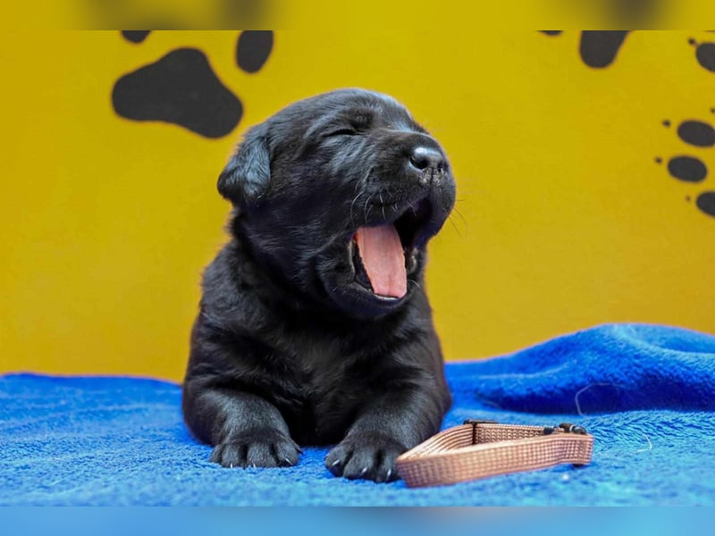 Labradorwelpen in schwarz