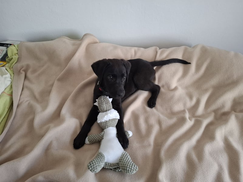 Liebevoller schwarzer Labrador (Rüde)