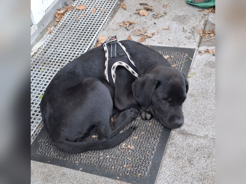 Liebevoller schwarzer Labrador (Rüde)