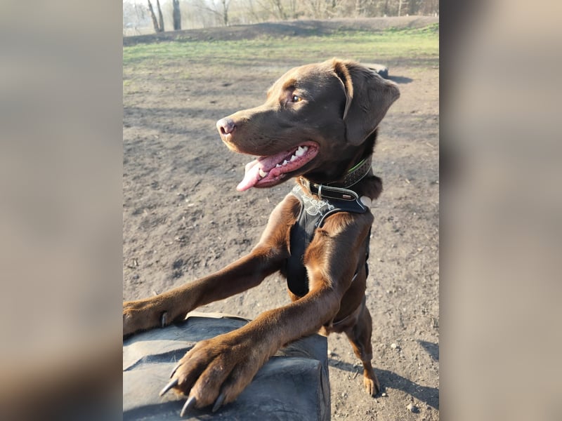 Junger Labrador-Collie mix (2.j) Sucht ein zuhause