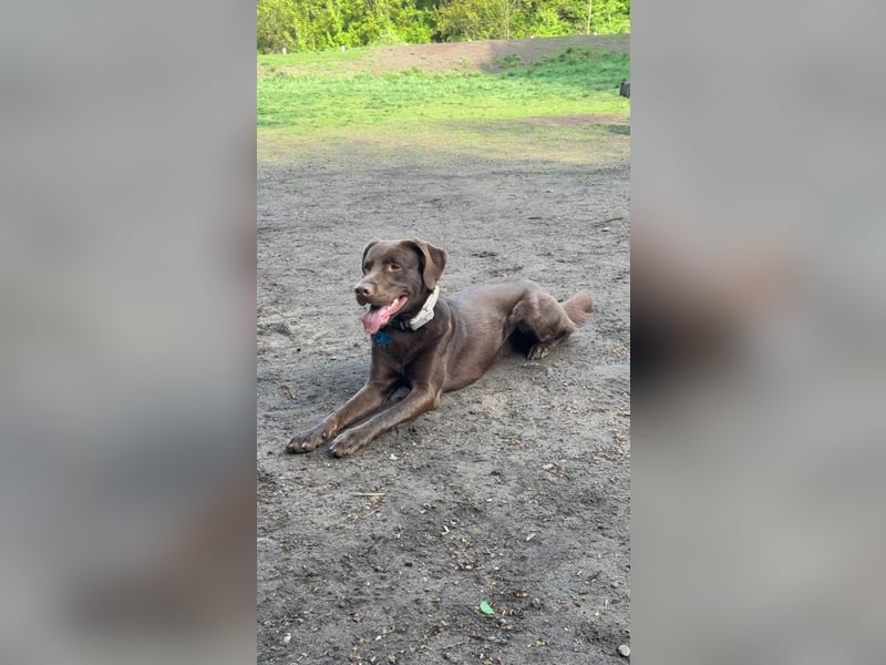 Junger Labrador-Collie mix (2.j) Sucht ein zuhause