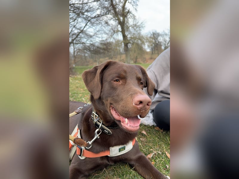 Junger Labrador-Collie mix (2.j) Sucht ein zuhause