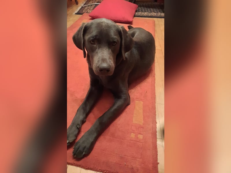 Labradorrüde, 7 Monate