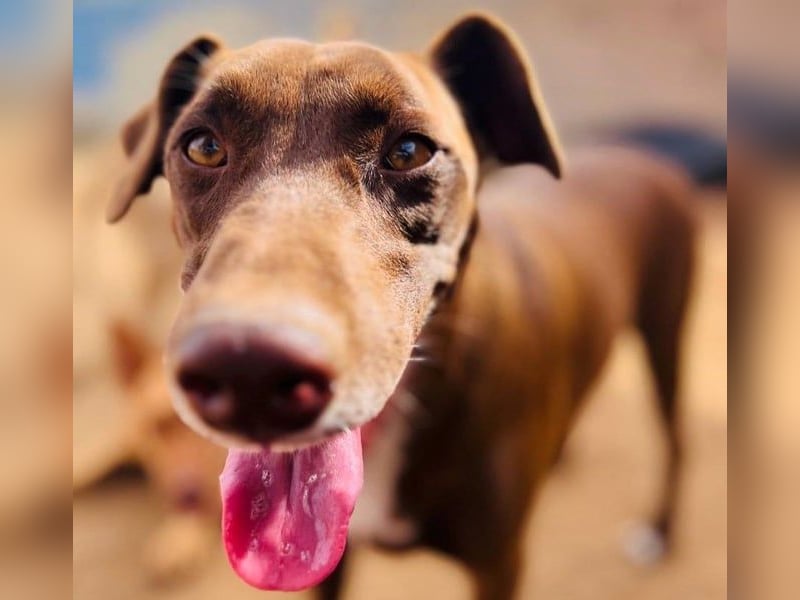 Shadow1 10/2021 (ESP) - liebevoller und sozialer Labrador-Podenco-Mix, ein treuer Menschenfreund!
