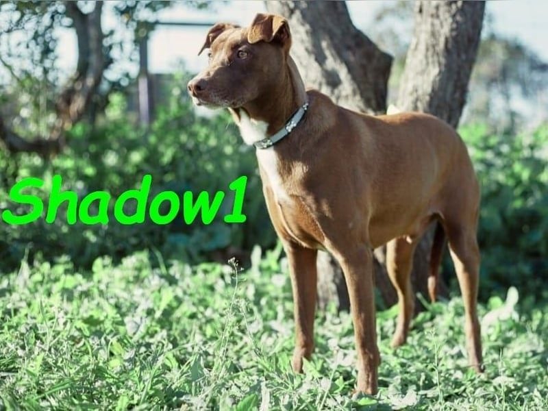 Shadow1 10/2021 (ESP) - liebevoller und sozialer Labrador-Podenco-Mix, ein treuer Menschenfreund!