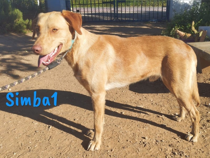Simba1 geb. 03/2024 (ESP) - aufgeschlossener, verspielter und sozialer Labrador-Mischling!