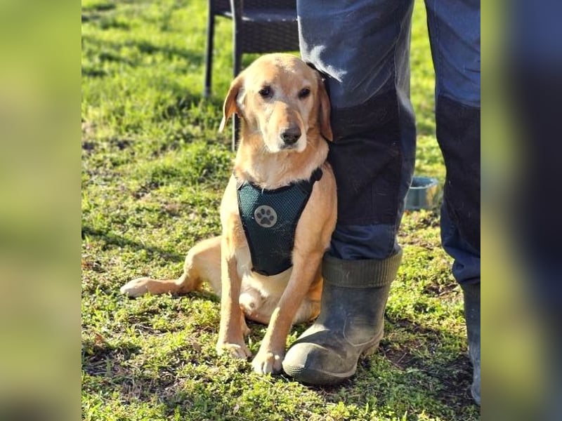 Asmus - eine typische Labradorseele