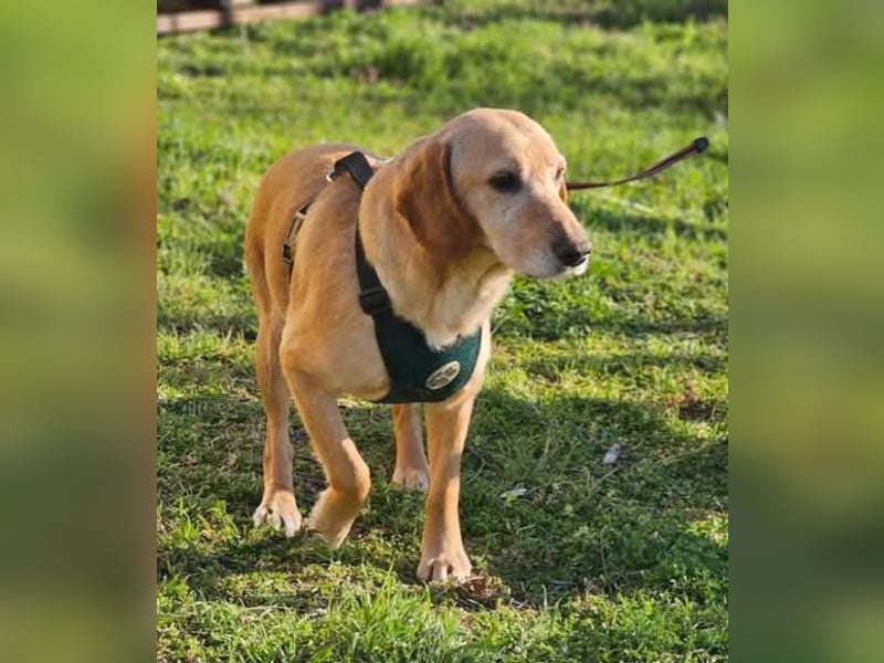 Asmus - eine typische Labradorseele