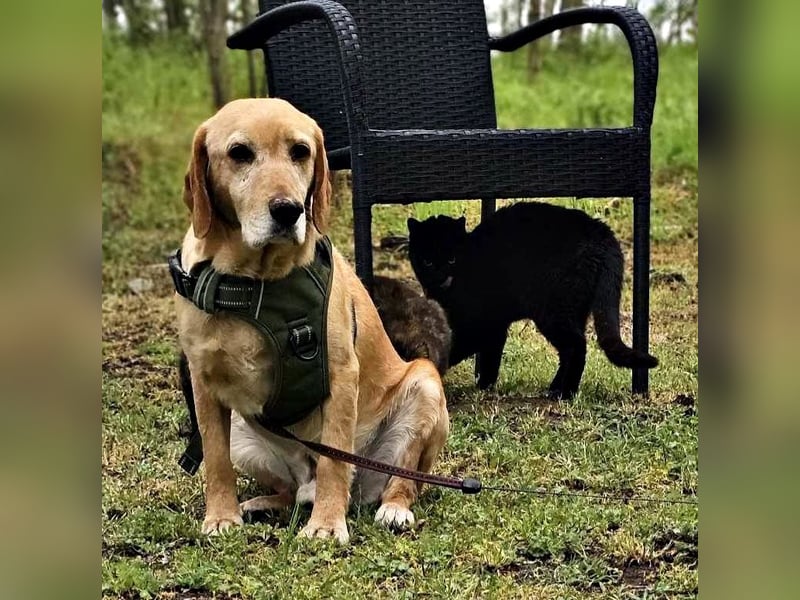 Asmus - eine typische Labradorseele