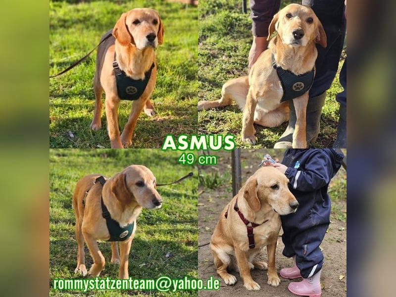 Asmus - eine typische Labradorseele