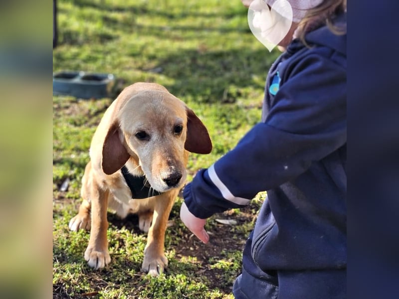 Asmus - eine typische Labradorseele