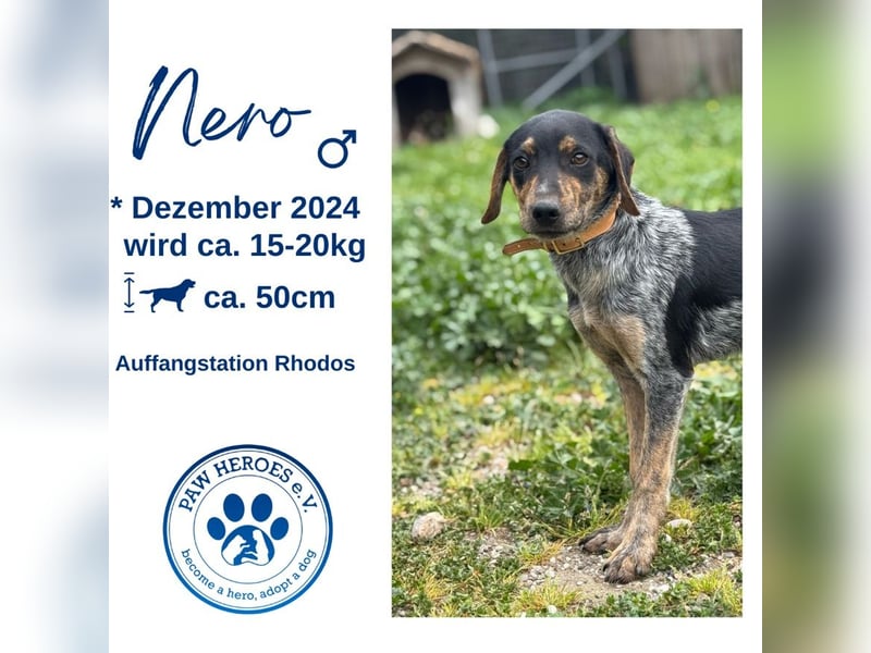 Neugieriger und verspielter Junghund NERO (Dezember 2024) sucht eine Familie