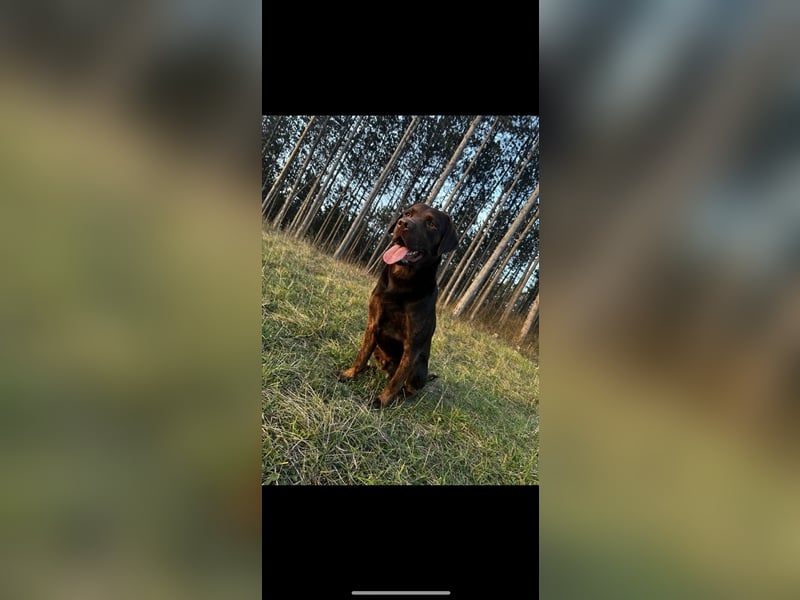 Labrador Deckrüde mit Ahnentafel