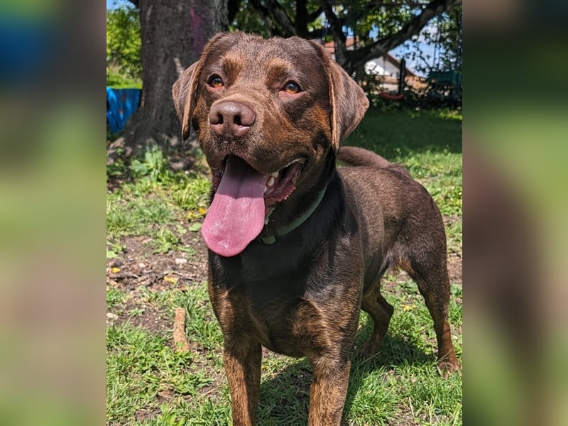 Labrador Deckrüde mit Ahnentafel