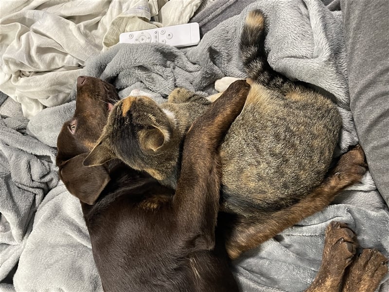 Labrador Deckrüde mit Ahnentafel