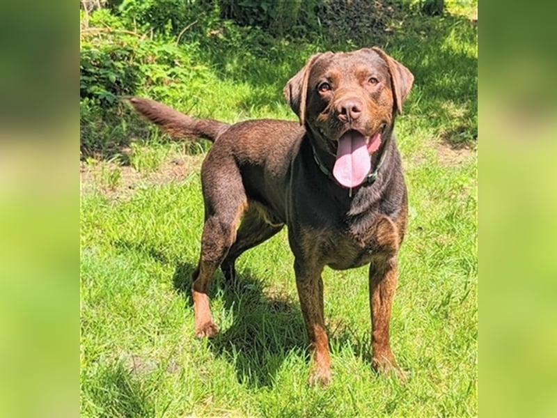 Labrador Deckrüde mit Ahnentafel