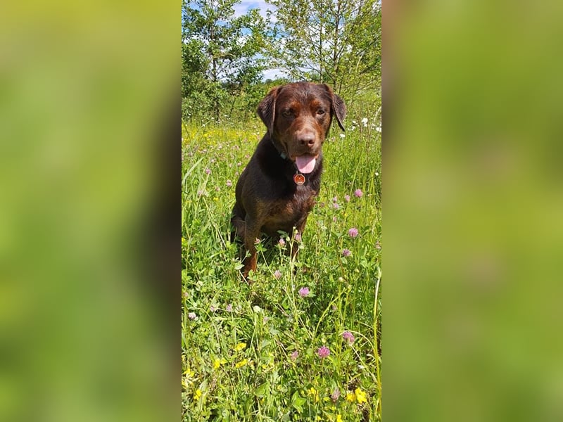 Labrador Deckrüde mit Ahnentafel