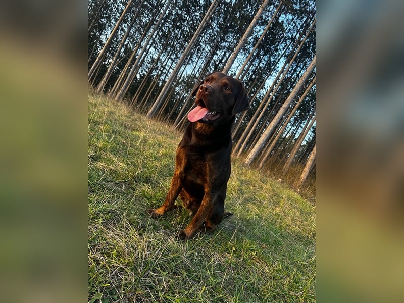 Labrador Deckrüde mit Ahnentafel