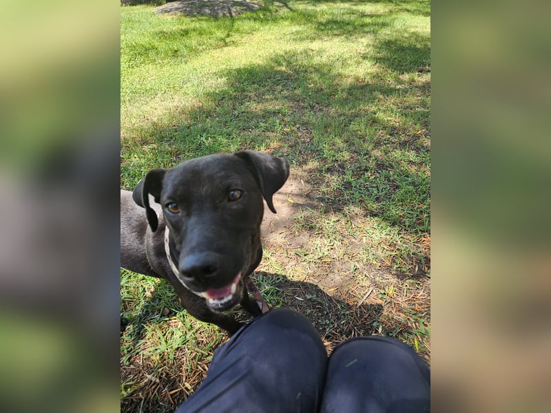 Lucignolo: Mini-Labrador für die ganze Familie