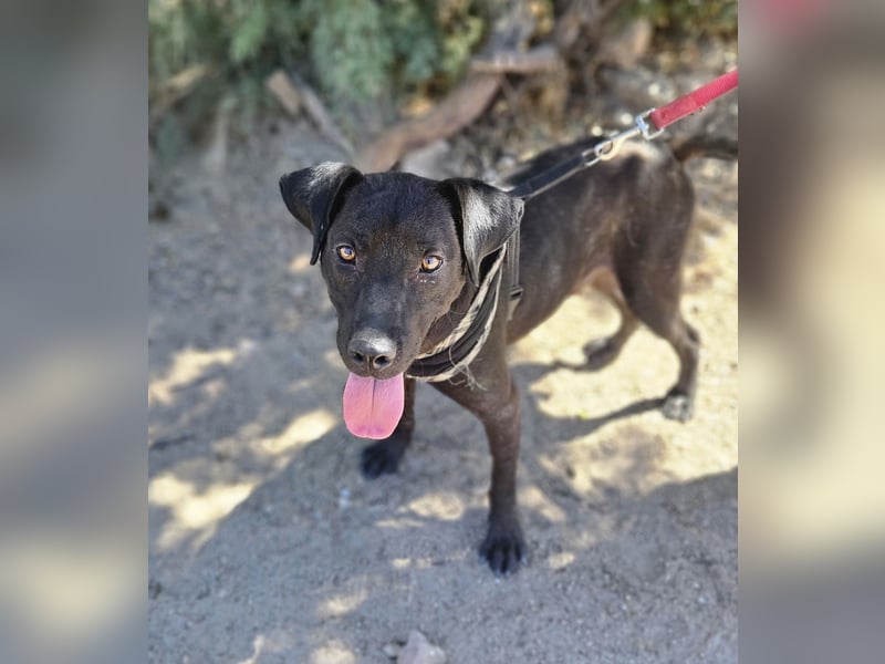 Lucignolo: Mini-Labrador für die ganze Familie