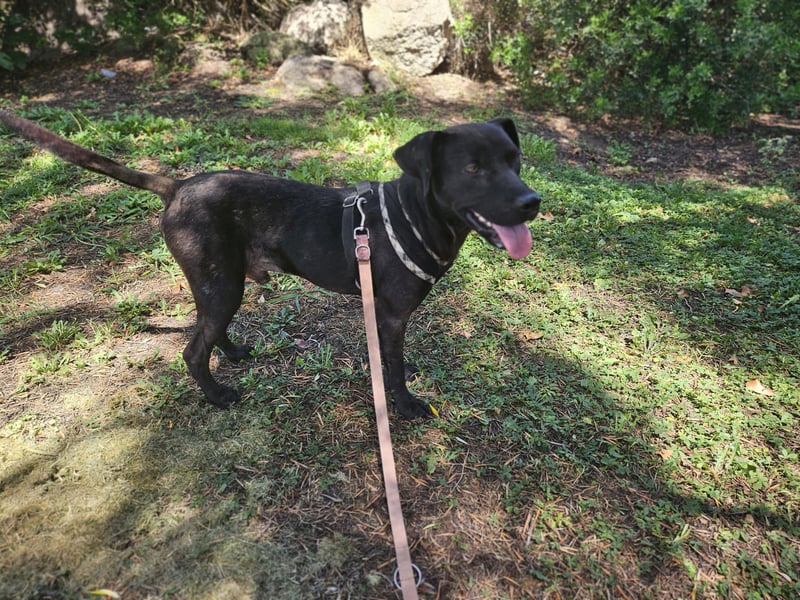 Lucignolo: Mini-Labrador für die ganze Familie