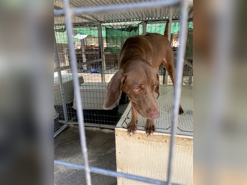 Liebevoller Labby Mix CHOCO sucht ein Zuhause!
