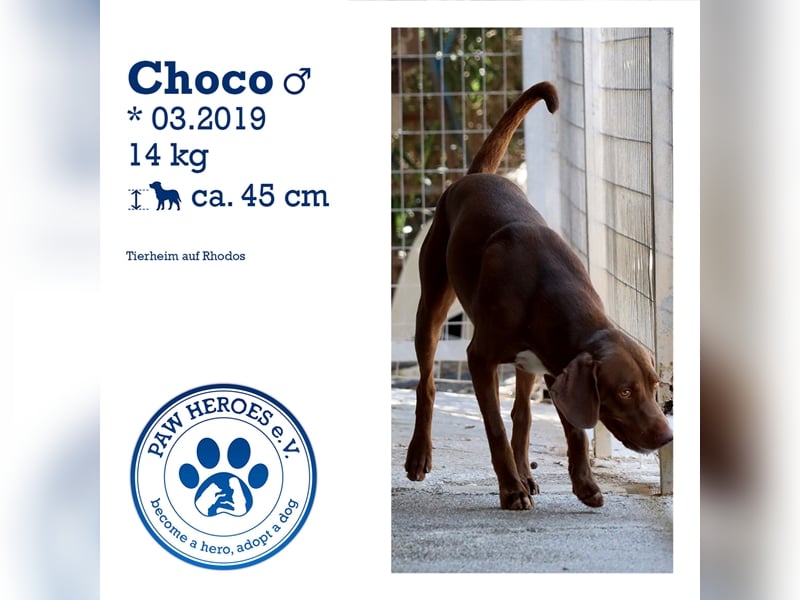 Liebevoller Labby Mix CHOCO sucht ein Zuhause!