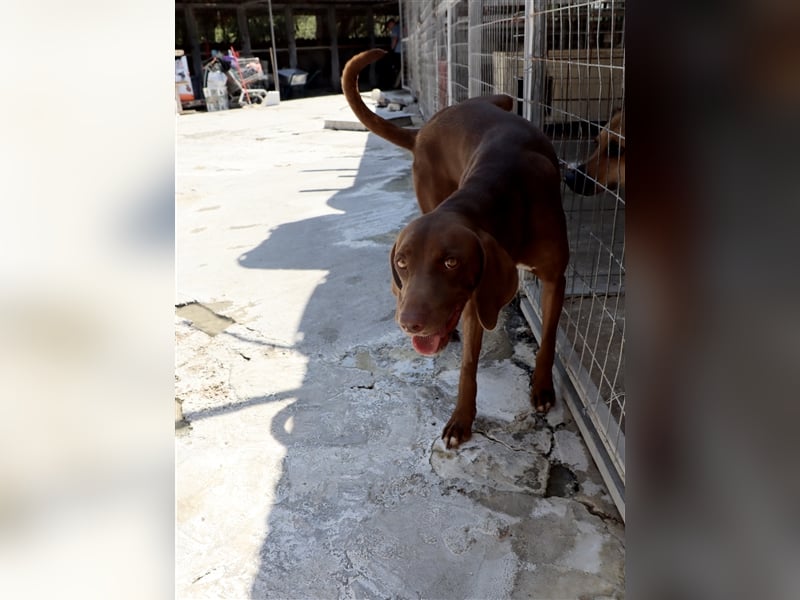 Liebevoller Labby Mix CHOCO sucht ein Zuhause!