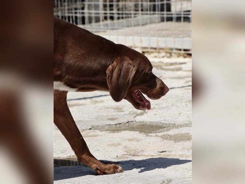 Liebevoller Labby Mix CHOCO sucht ein Zuhause!