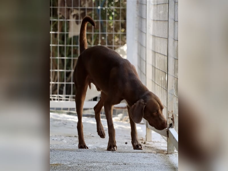 Liebevoller Labby Mix CHOCO sucht ein Zuhause!