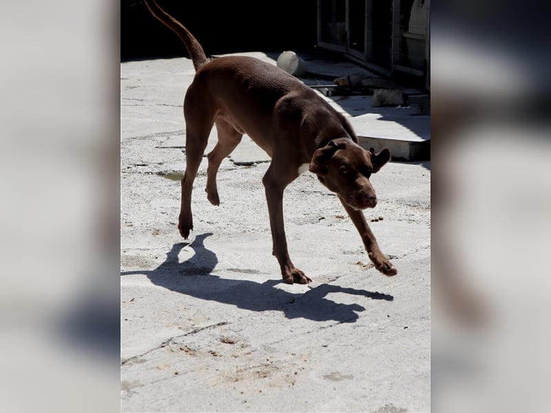 Liebevoller Labby Mix CHOCO sucht ein Zuhause!