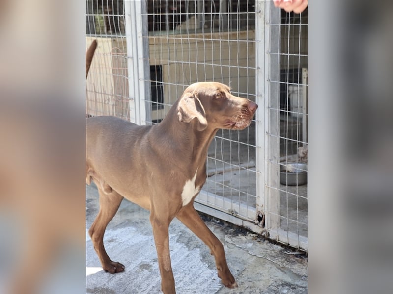 Liebevoller Labby Mix CHOCO sucht ein Zuhause!