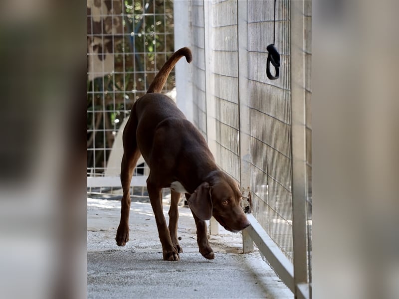Liebevoller Labby Mix CHOCO sucht ein Zuhause!