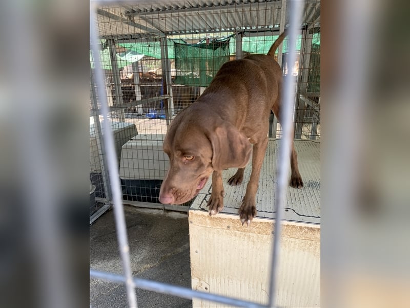 Liebevoller Labby Mix CHOCO sucht ein Zuhause!