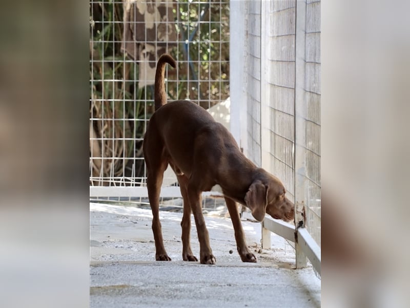 Liebevoller Labby Mix CHOCO sucht ein Zuhause!